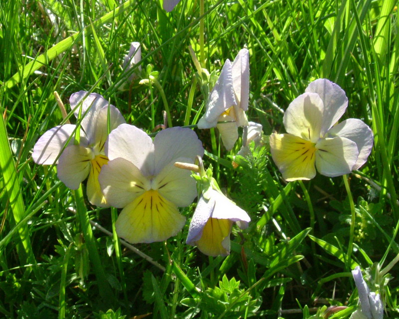 Viola calcarata